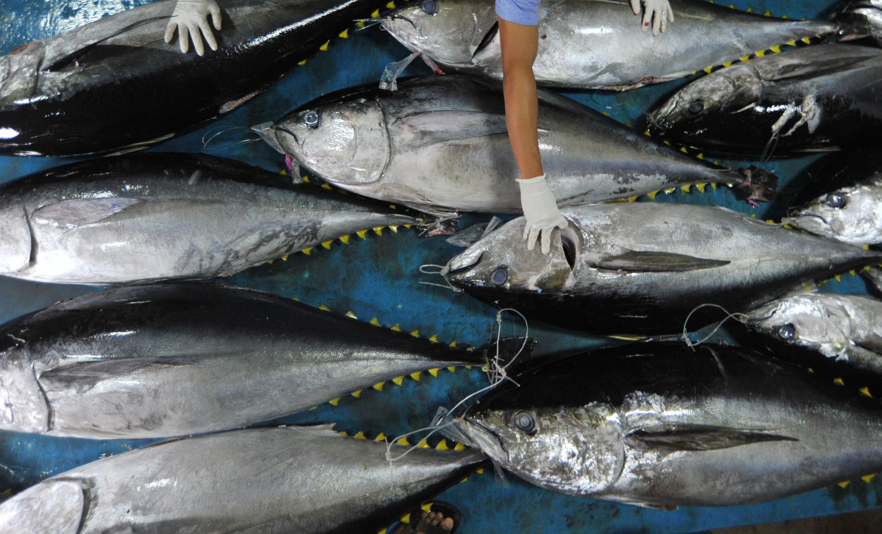 manfaat ikan tuna